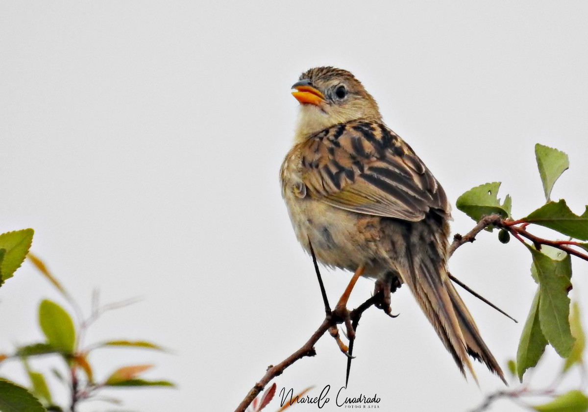 Wedge-tailed Grass-Finch - ML392035111
