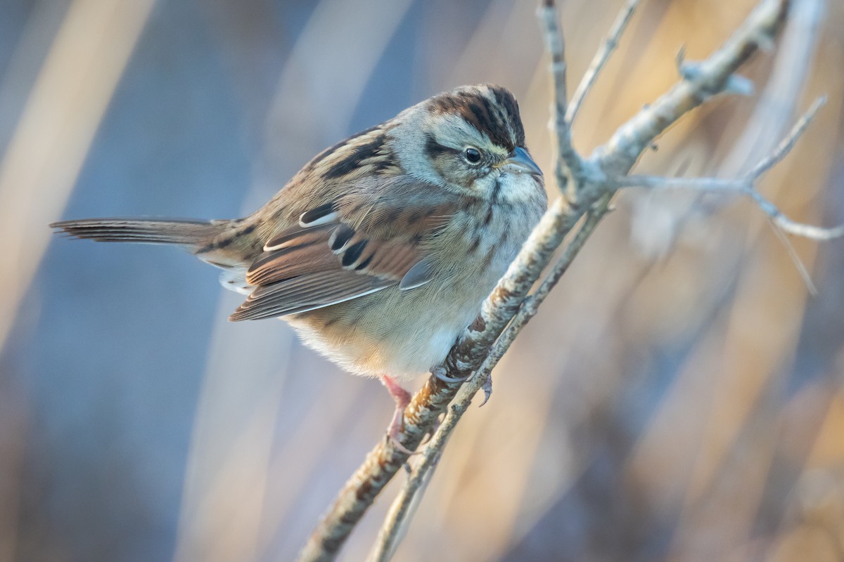 Swamp Sparrow - ML392036411