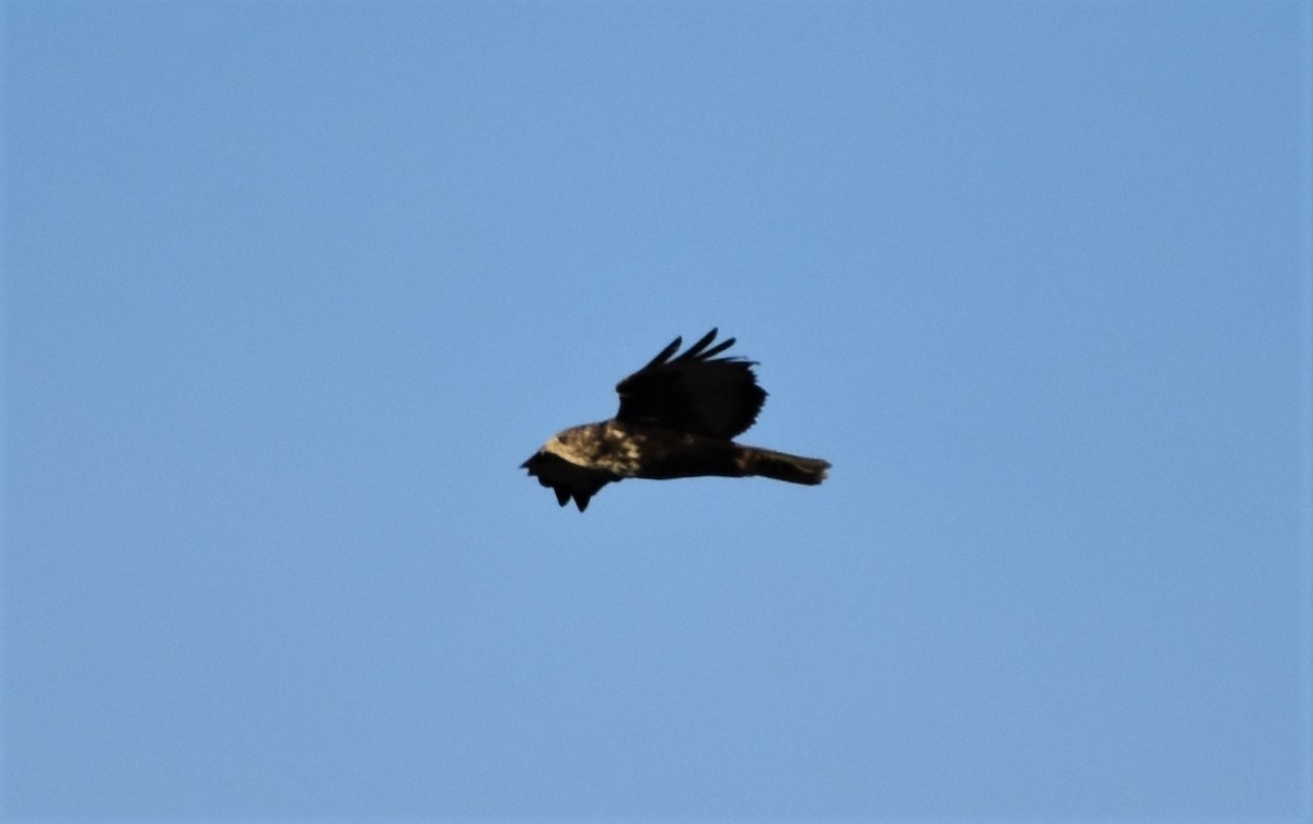 Red-tailed Hawk (Harlan's) - ML392036571