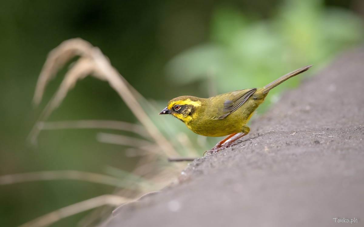 Yellow-striped Brushfinch - ML392036651