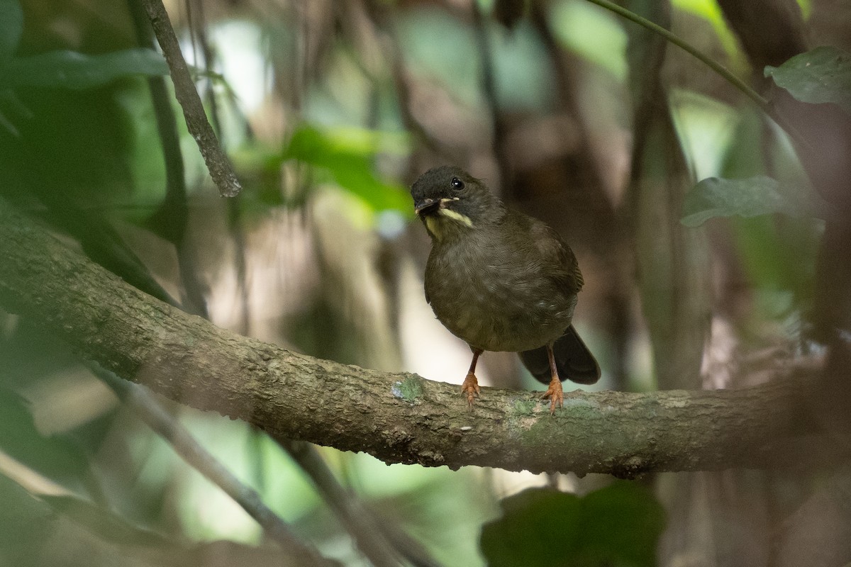 Yellow-whiskered Greenbul - ML392037031