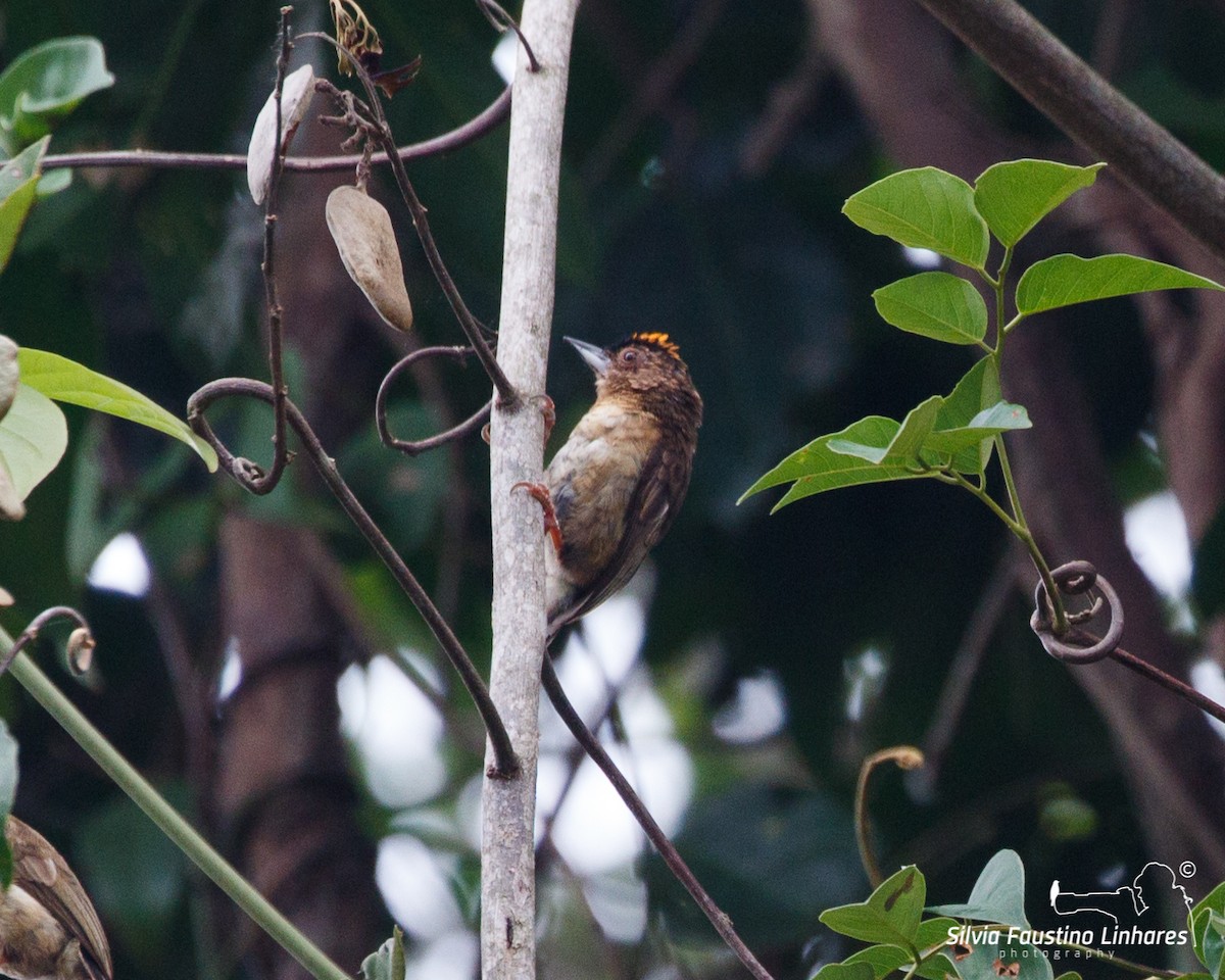 Rusty-necked Piculet - ML392037521