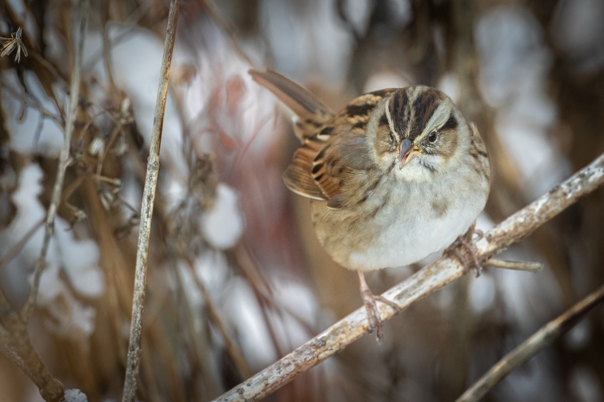 Swamp Sparrow - ML392038031