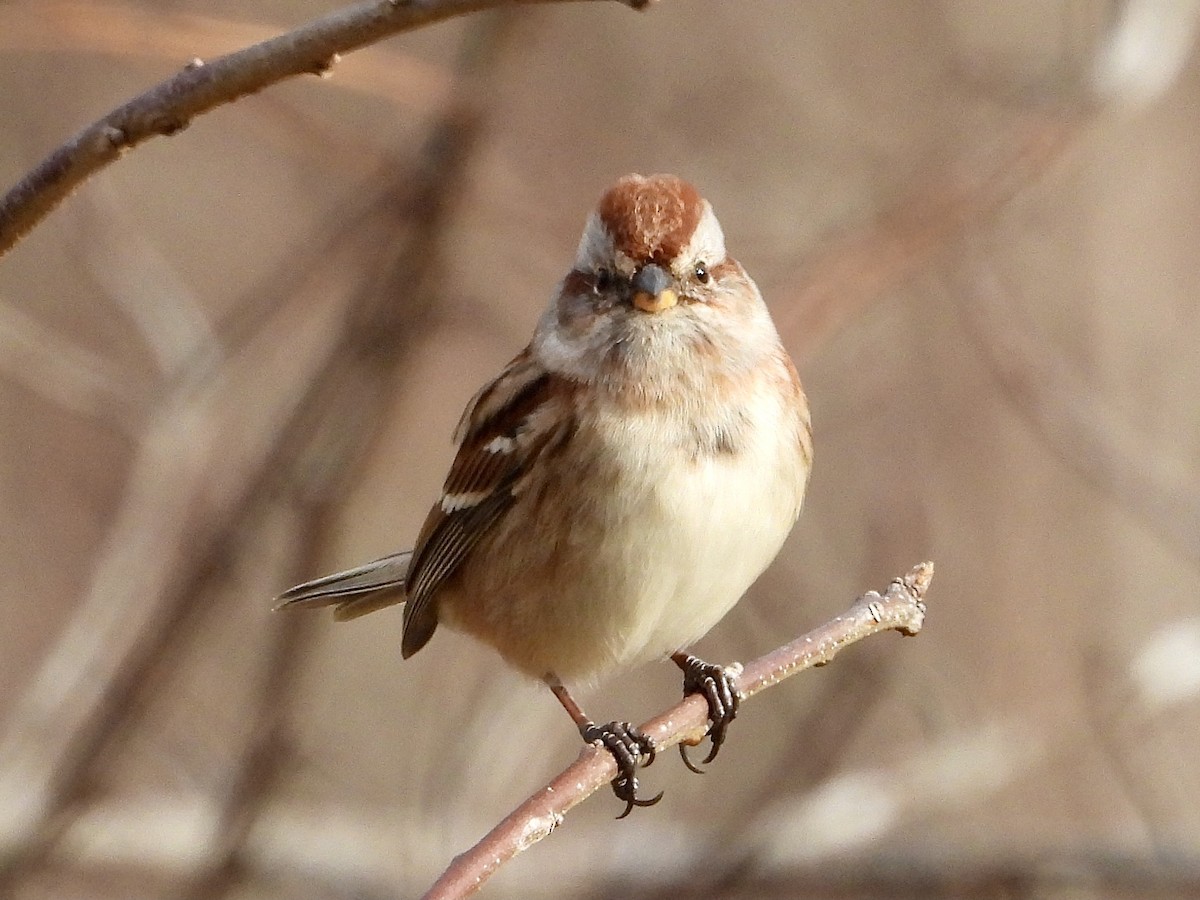 American Tree Sparrow - ML392041281