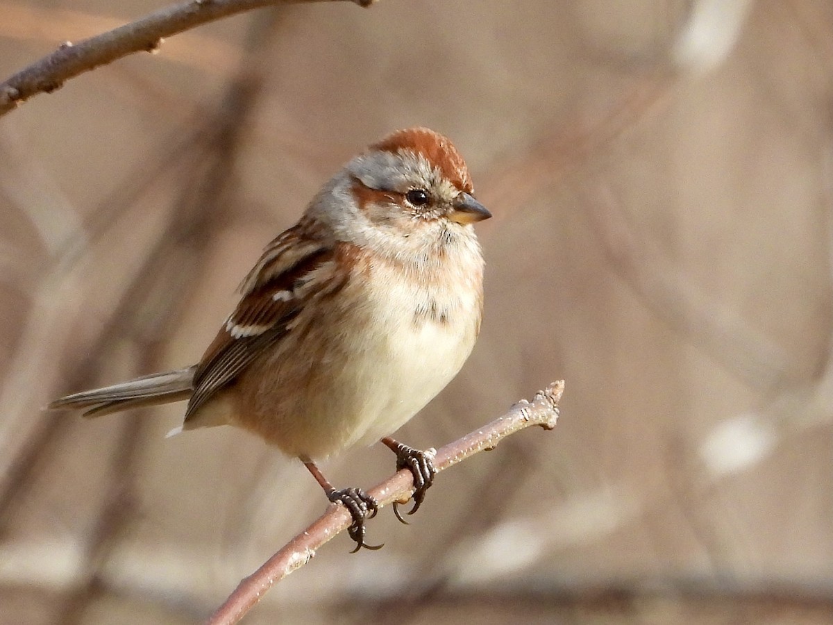 American Tree Sparrow - ML392041291