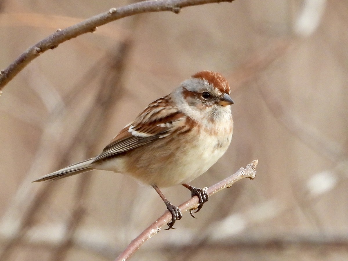 American Tree Sparrow - ML392041301