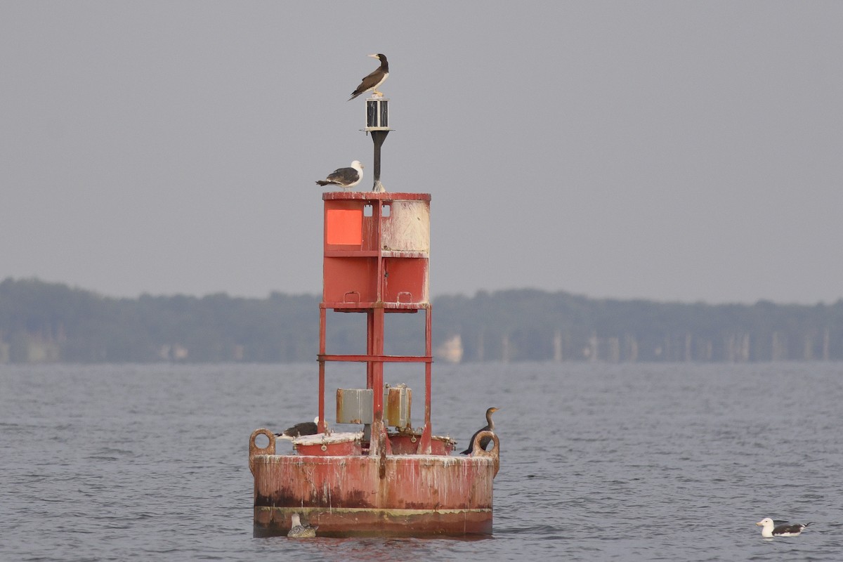 Brown Booby - ML392041681