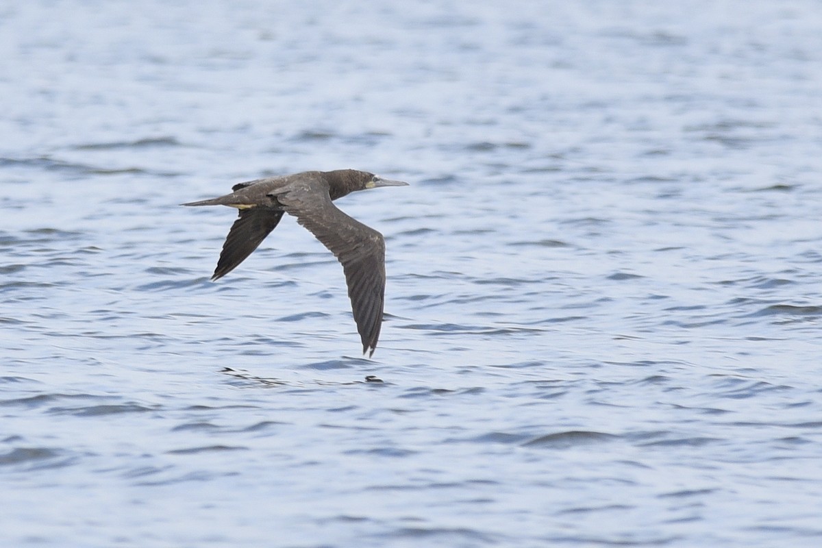 Brown Booby - ML392041791