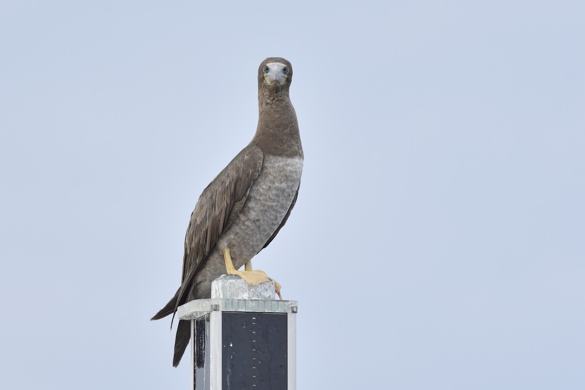 Brown Booby - ML392041921