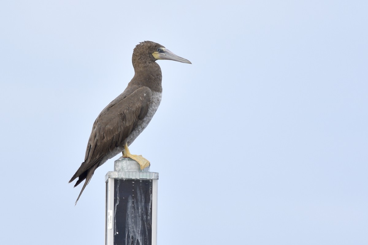 Brown Booby - Daniel Irons