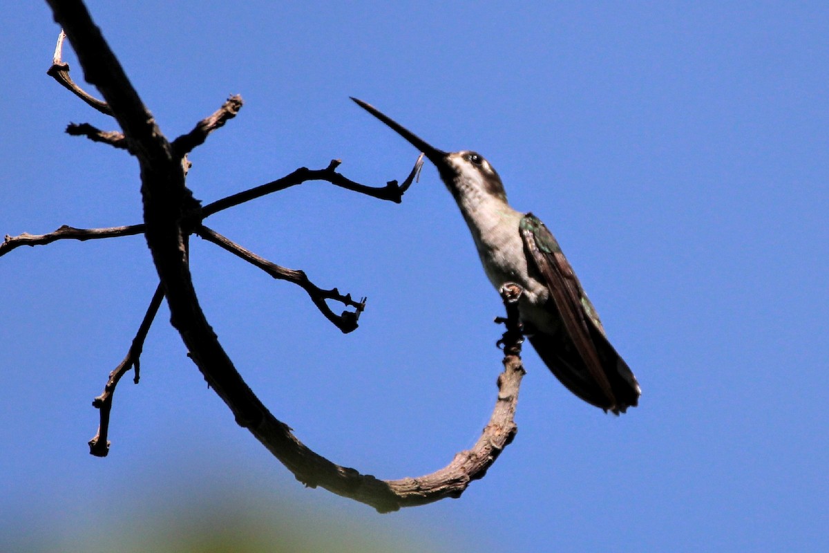 Long-billed Starthroat - ML392042131