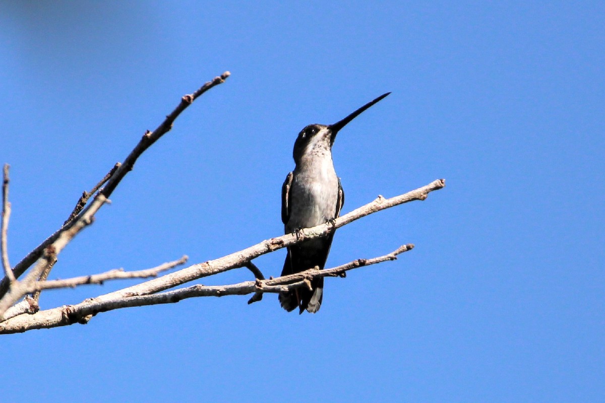 Colibrí Piquilargo - ML392042141