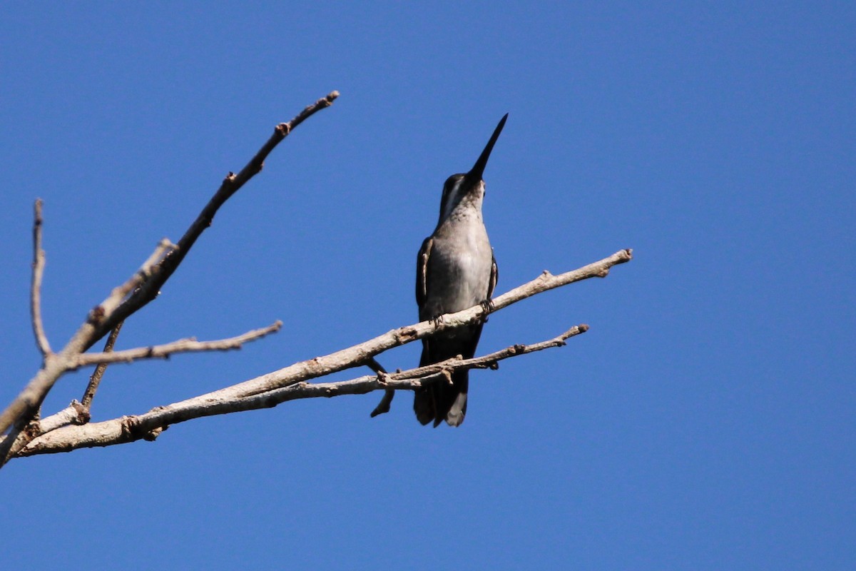 Long-billed Starthroat - ML392042161