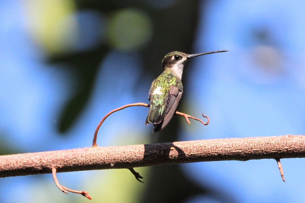 Colibrí Piquilargo - ML392042181