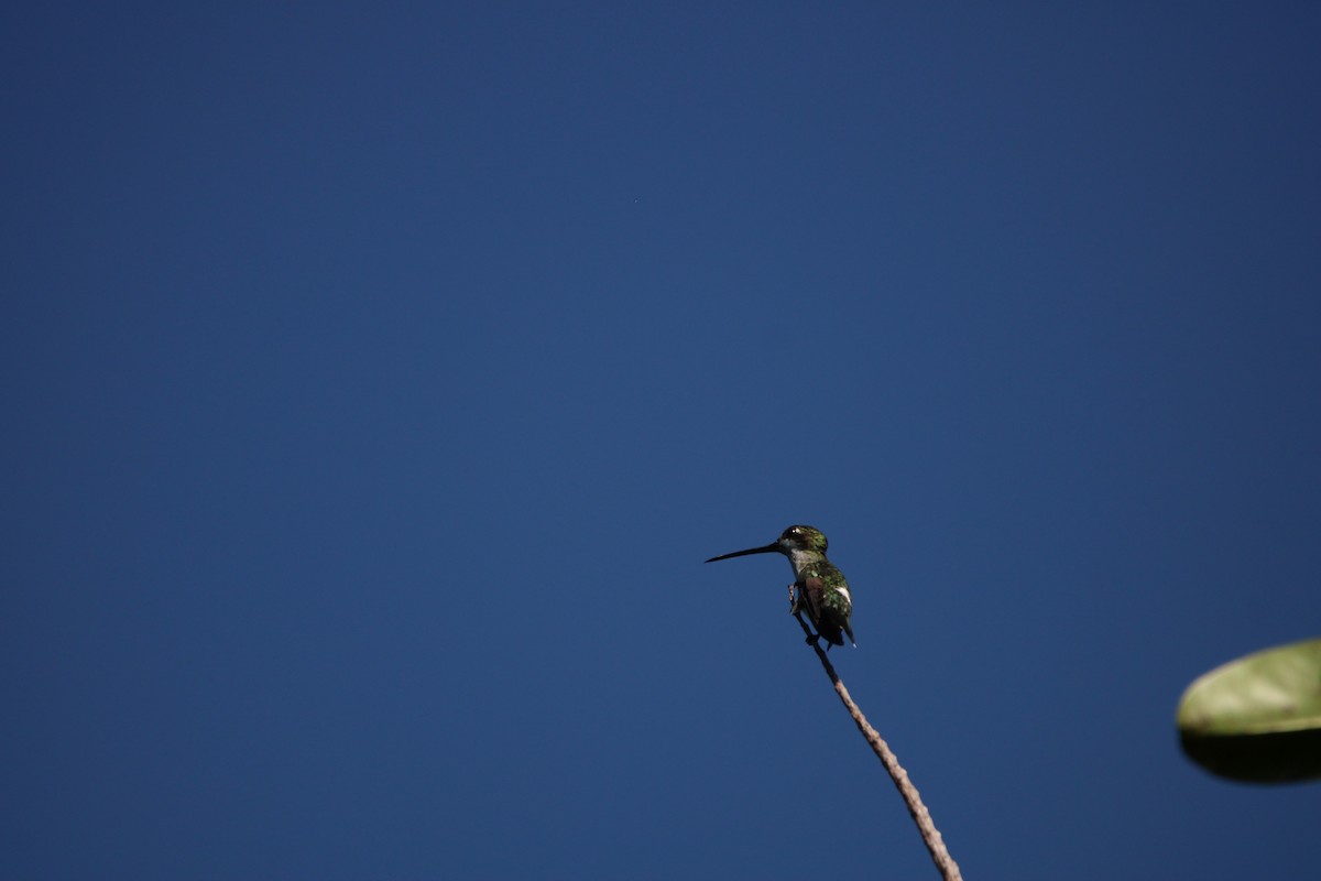 Long-billed Starthroat - ML392042191