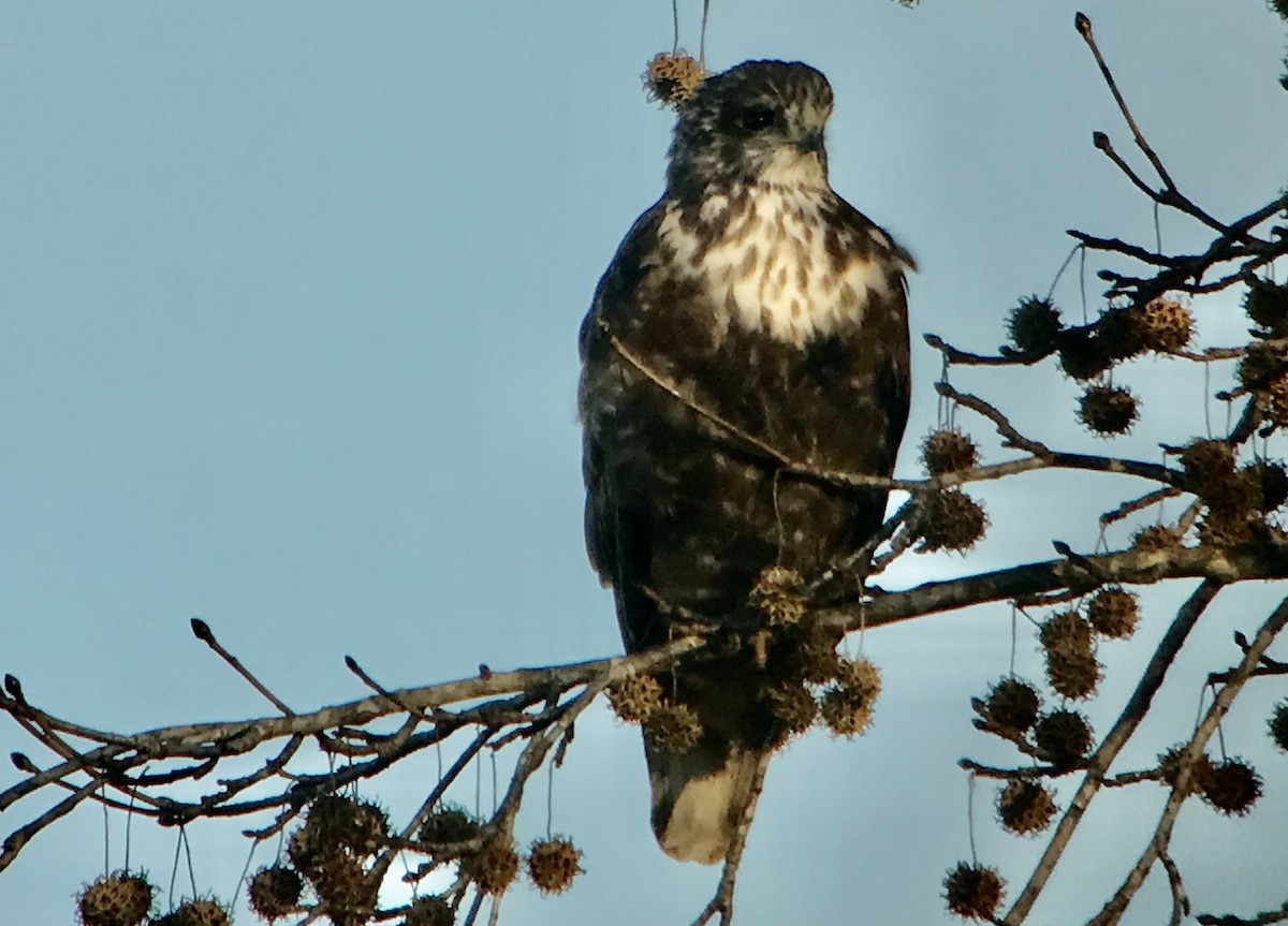 káně rudochvostá (ssp. harlani) - ML392042931