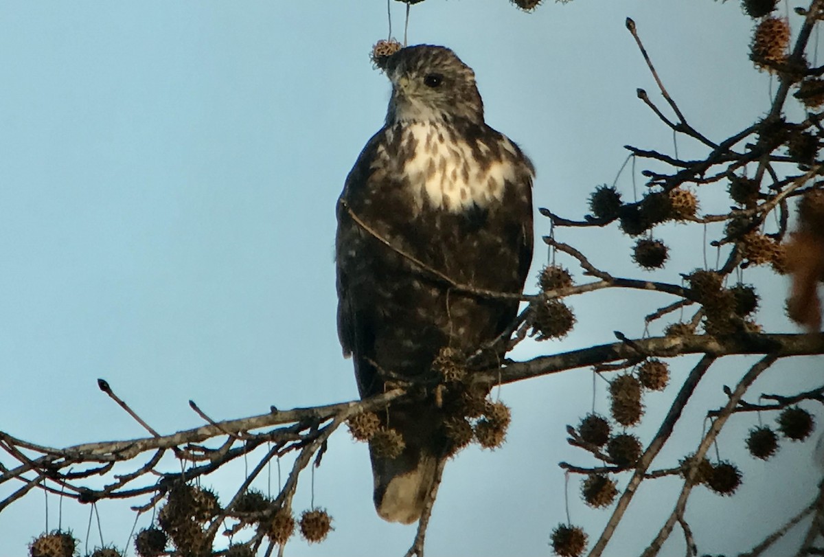 Red-tailed Hawk (Harlan's) - Mark Greene