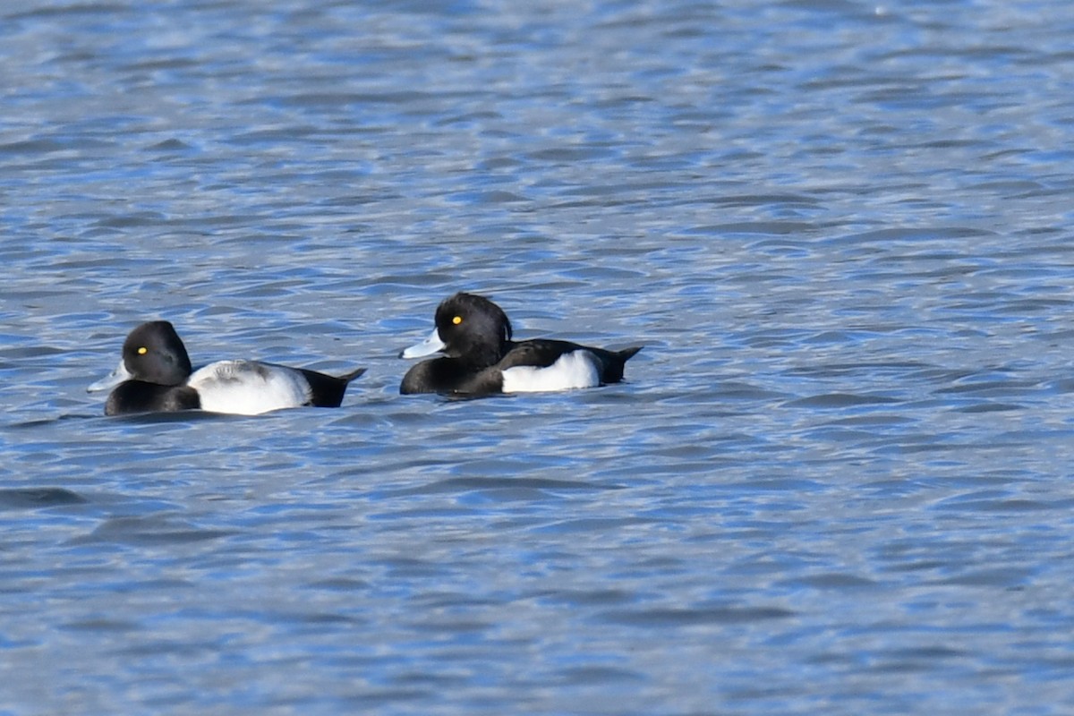 Tufted Duck - ML392045191