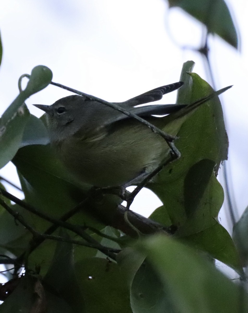Orange-crowned Warbler - ML392046421
