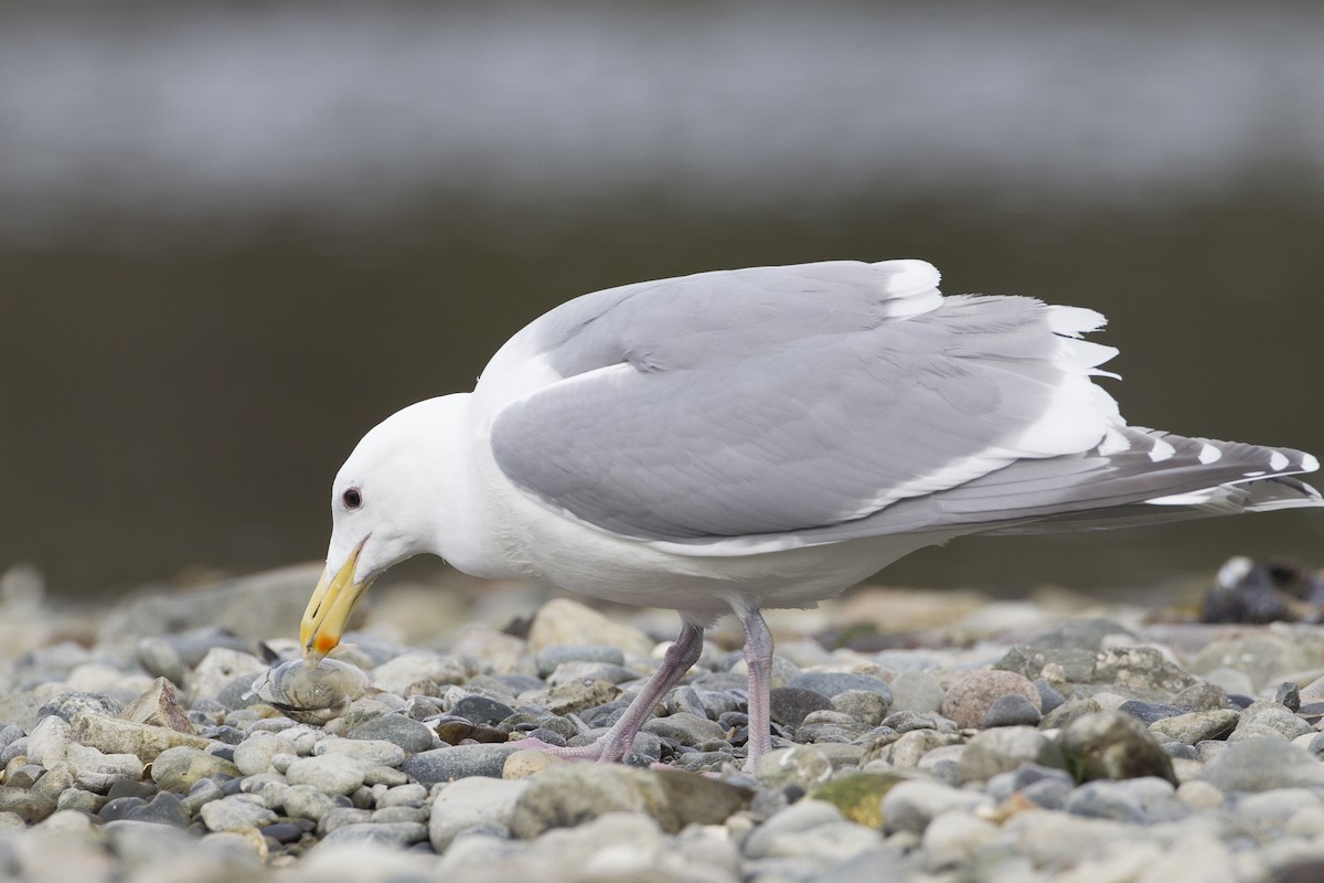 Glaucous-winged Gull - ML39204731