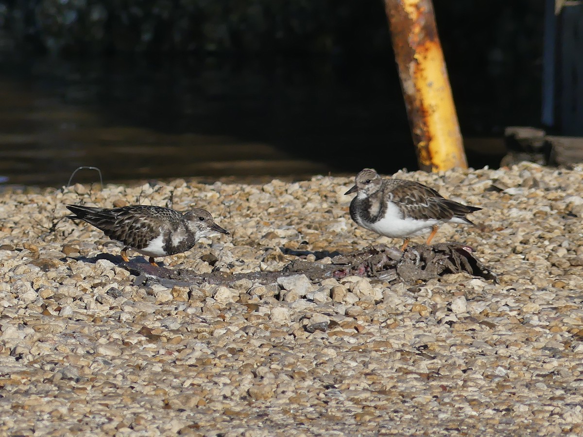 Ruddy Turnstone - Sally Pachulski