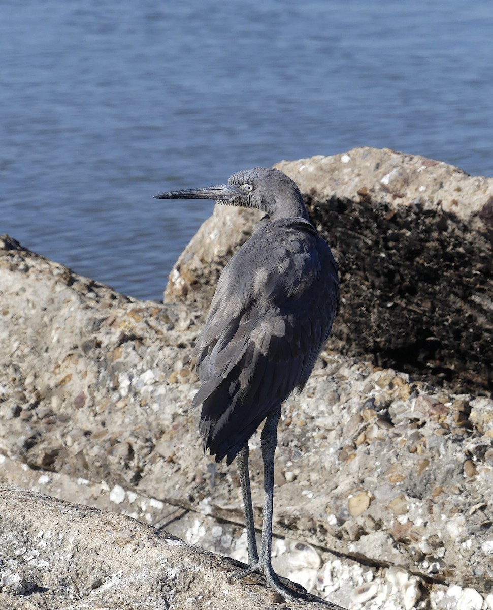 Reddish Egret - Sally Pachulski