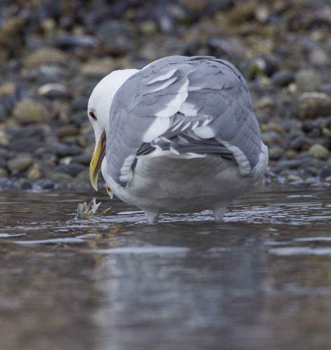 Glaucous-winged Gull - ML39204781