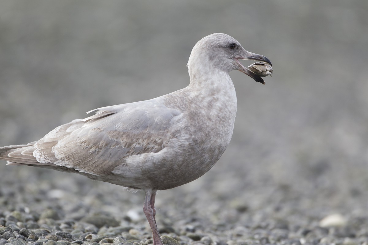 Glaucous-winged Gull - ML39204811