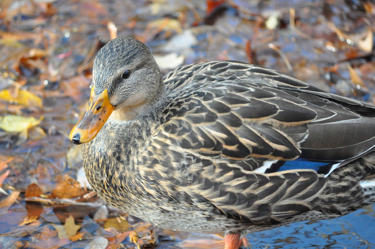 Mallard - Tenley Coldebella