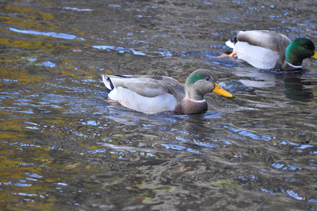 Mallard x American Black Duck (hybrid) - ML392049221