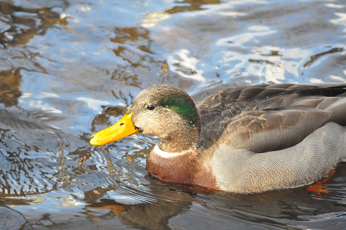 Mallard x American Black Duck (hybrid) - Tenley Coldebella