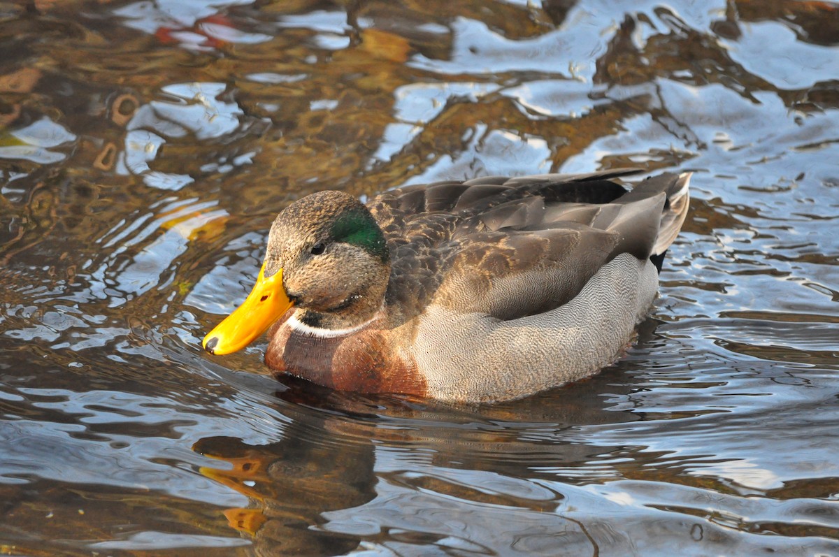 Mallard x American Black Duck (hybrid) - ML392049251