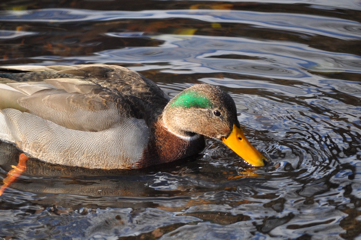 Mallard x American Black Duck (hybrid) - ML392049271