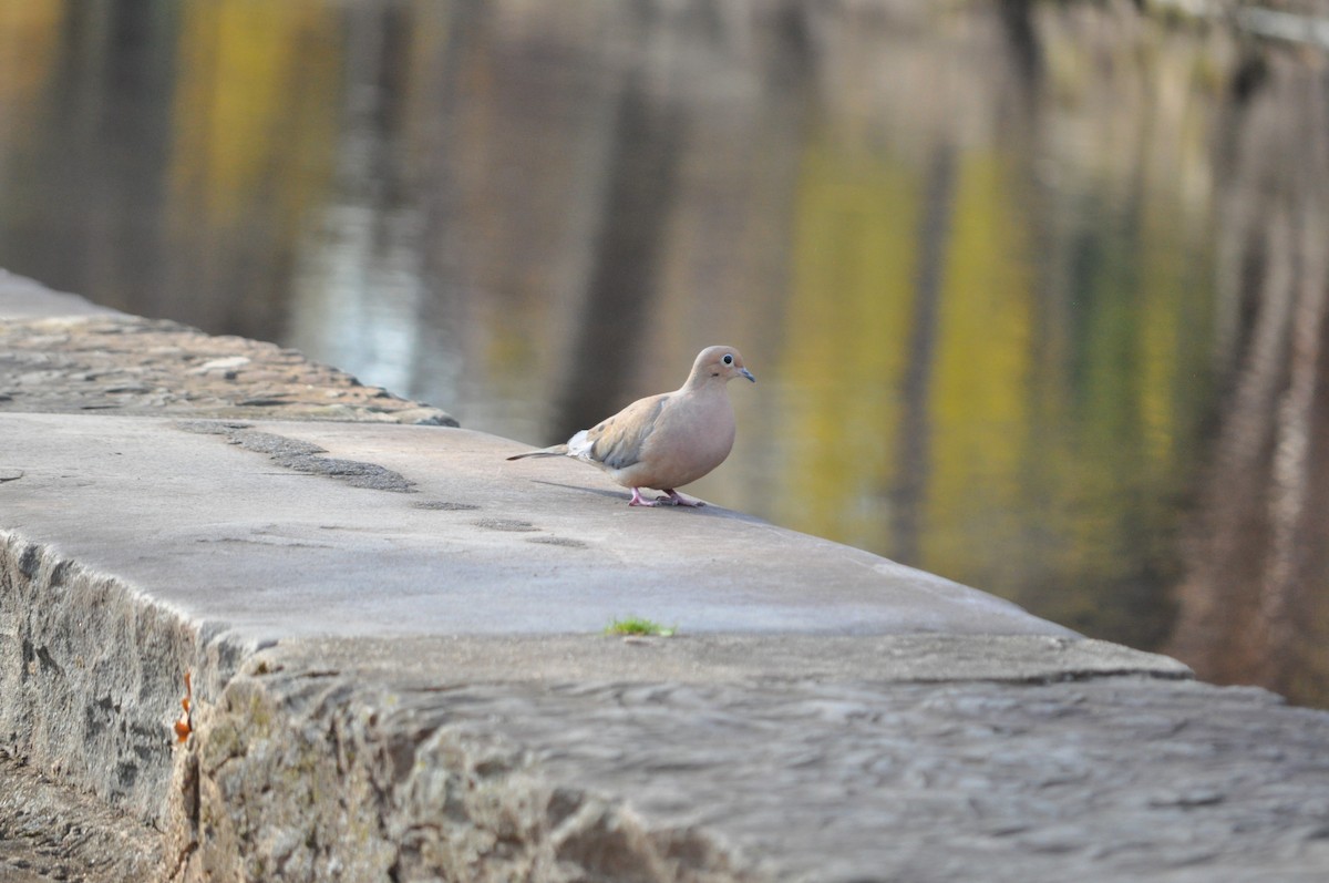 Mourning Dove - ML392049381