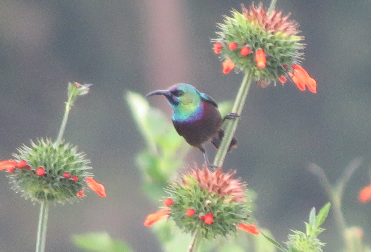 Orange-tufted Sunbird - ML392050461