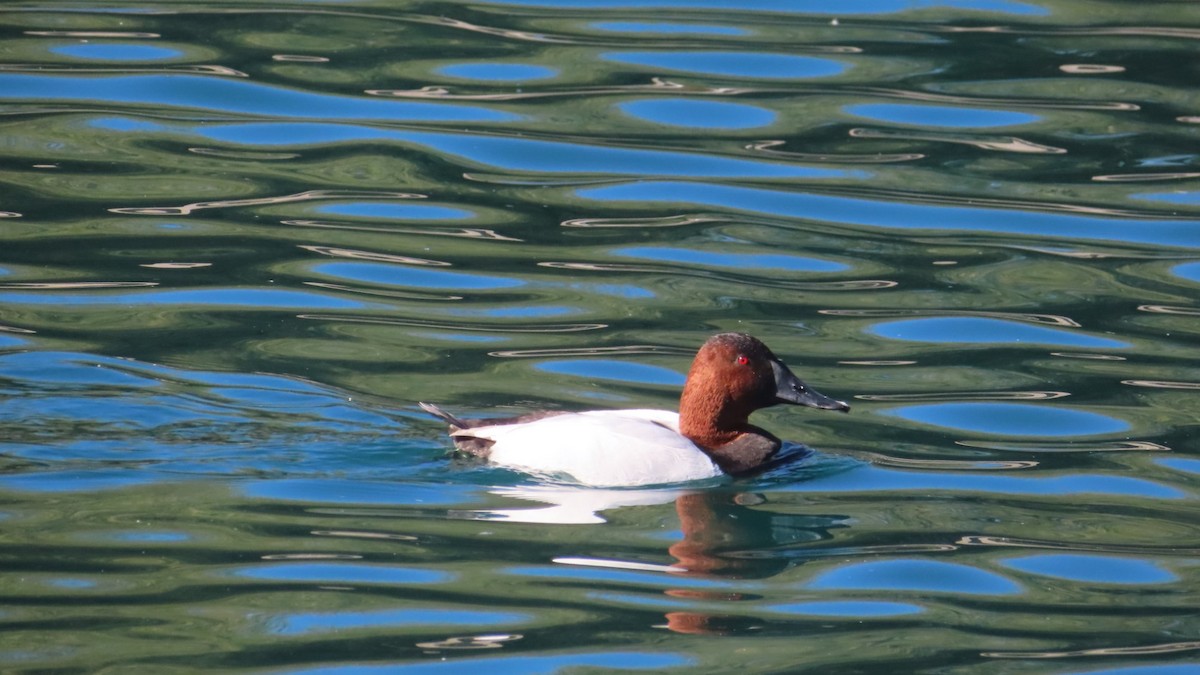 Canvasback - ML392052101