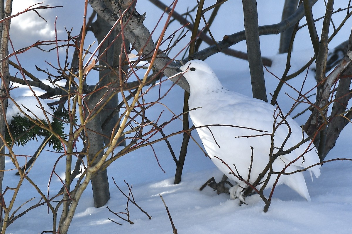 Weißschwanz-Schneehuhn - ML392052551