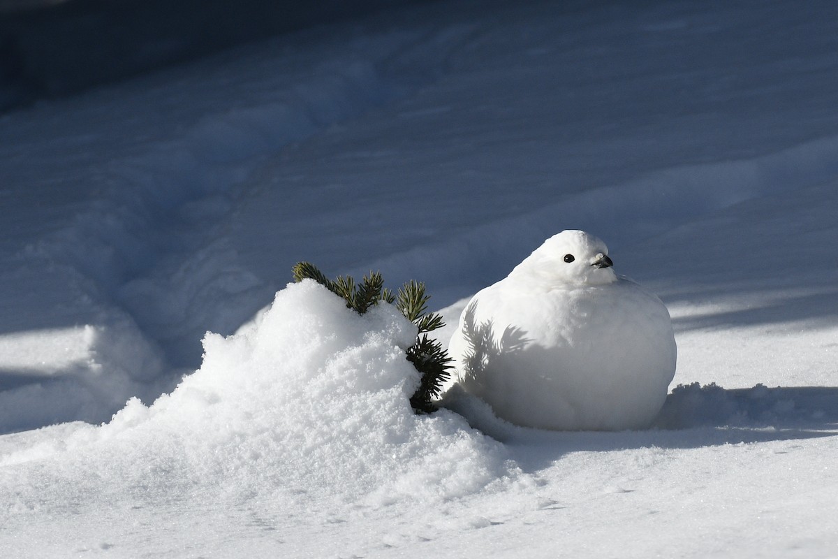 White-tailed Ptarmigan - ML392052561