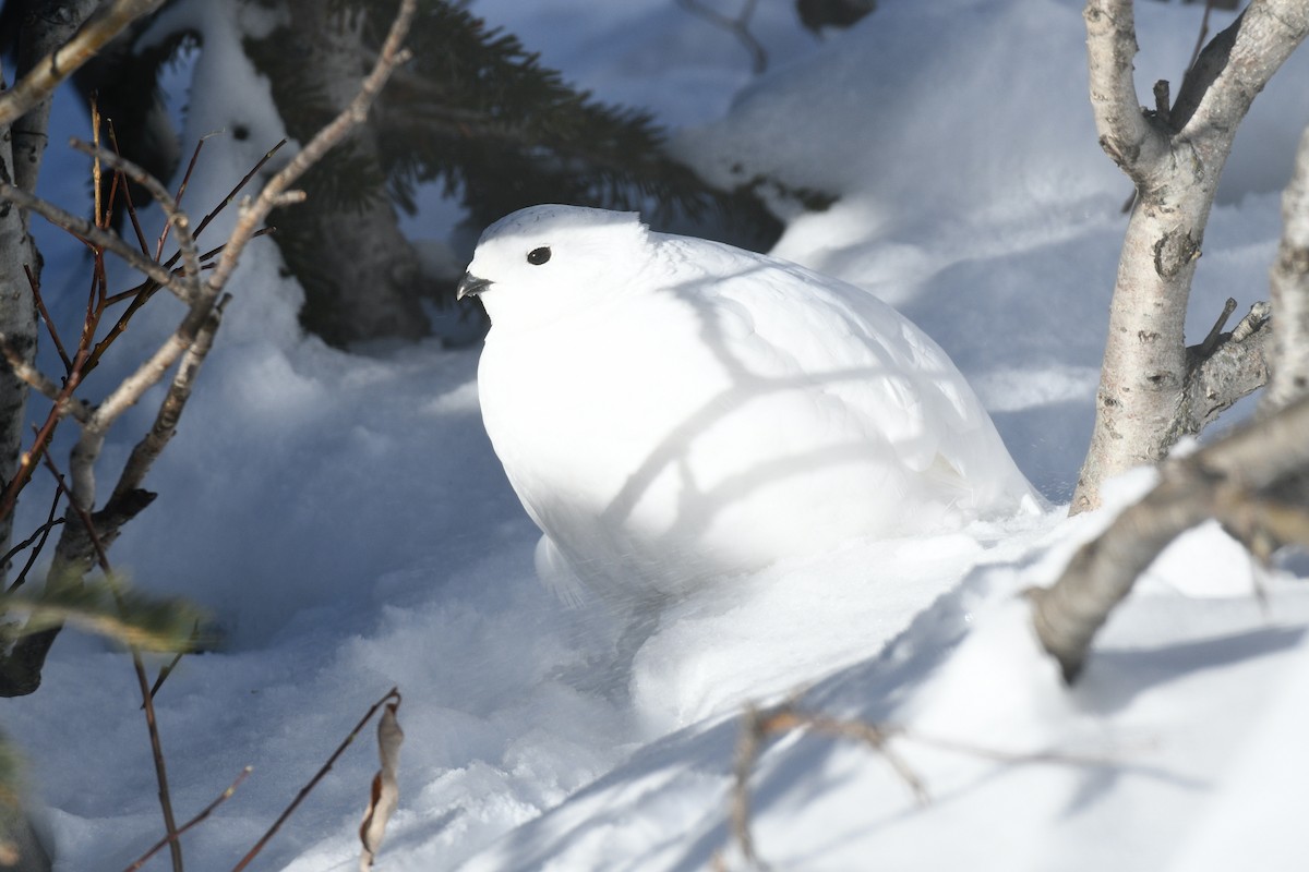 Weißschwanz-Schneehuhn - ML392052591
