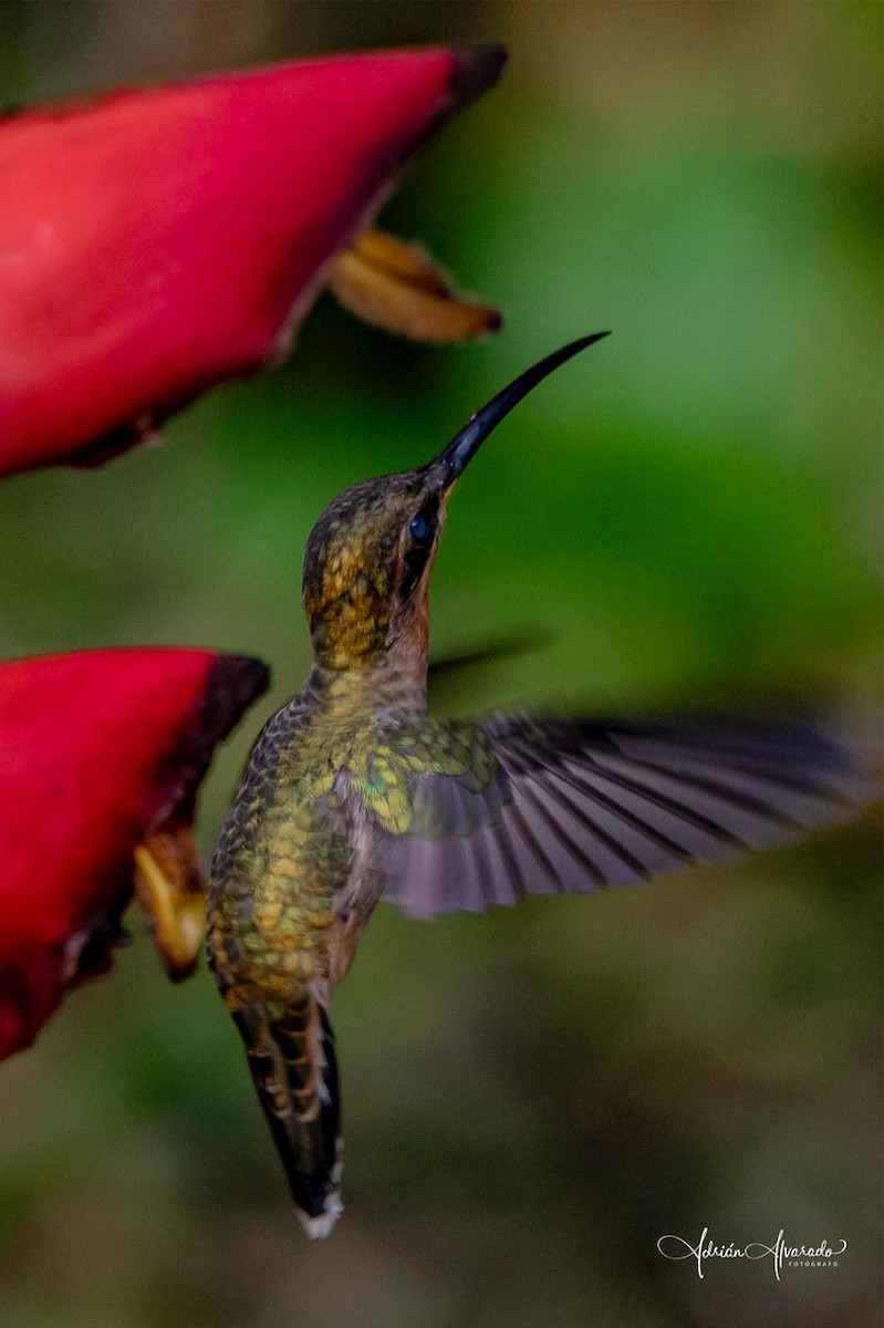 オビオヒゲハチドリ - ML392054081