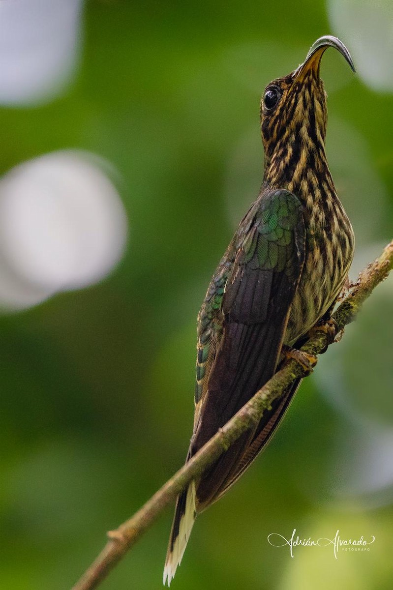 カマハシハチドリ - ML392054421