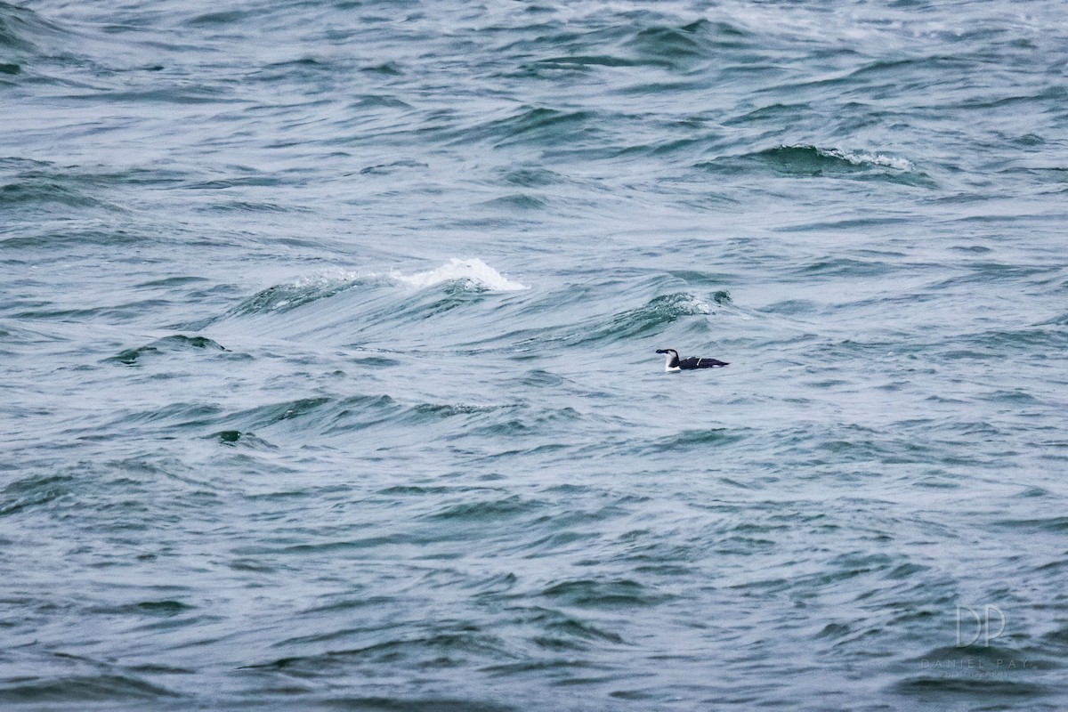 Razorbill - Ryan Griffiths