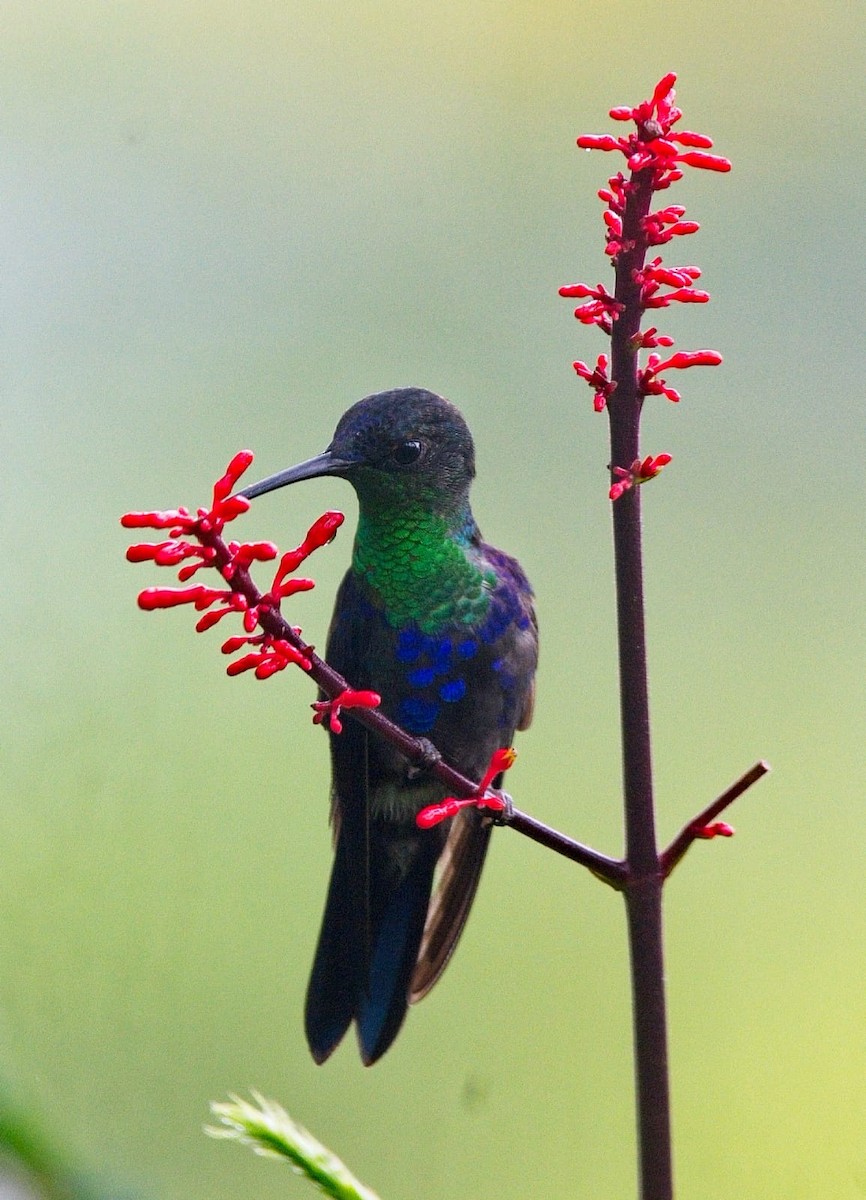 アオボウシモリハチドリ - ML392054691