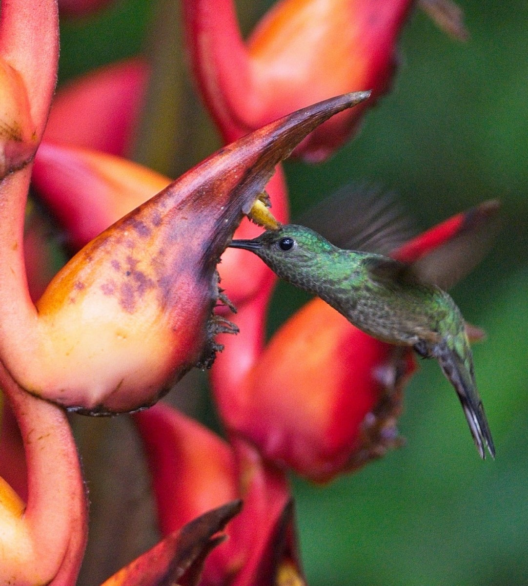 セイガイハチドリ - ML392054771