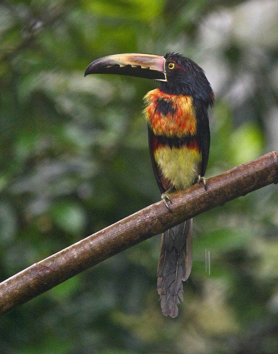 Collared Aracari - ML392054811