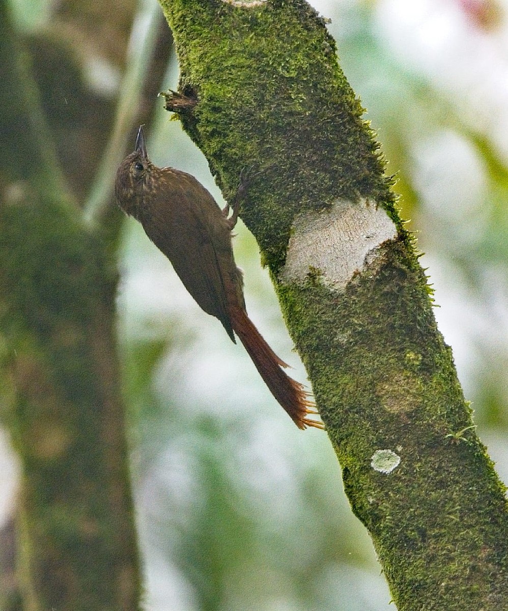 チビオニキバシリ - ML392054971