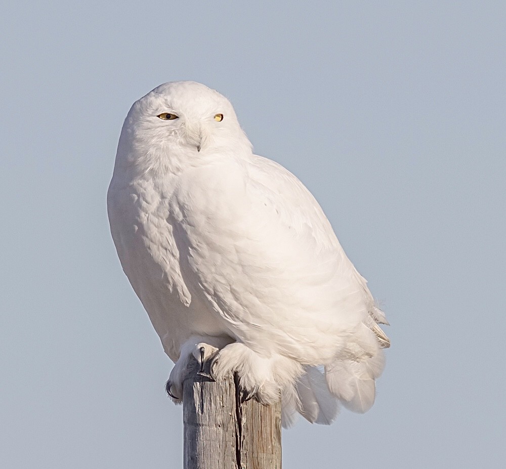 Snowy Owl - ML392055001