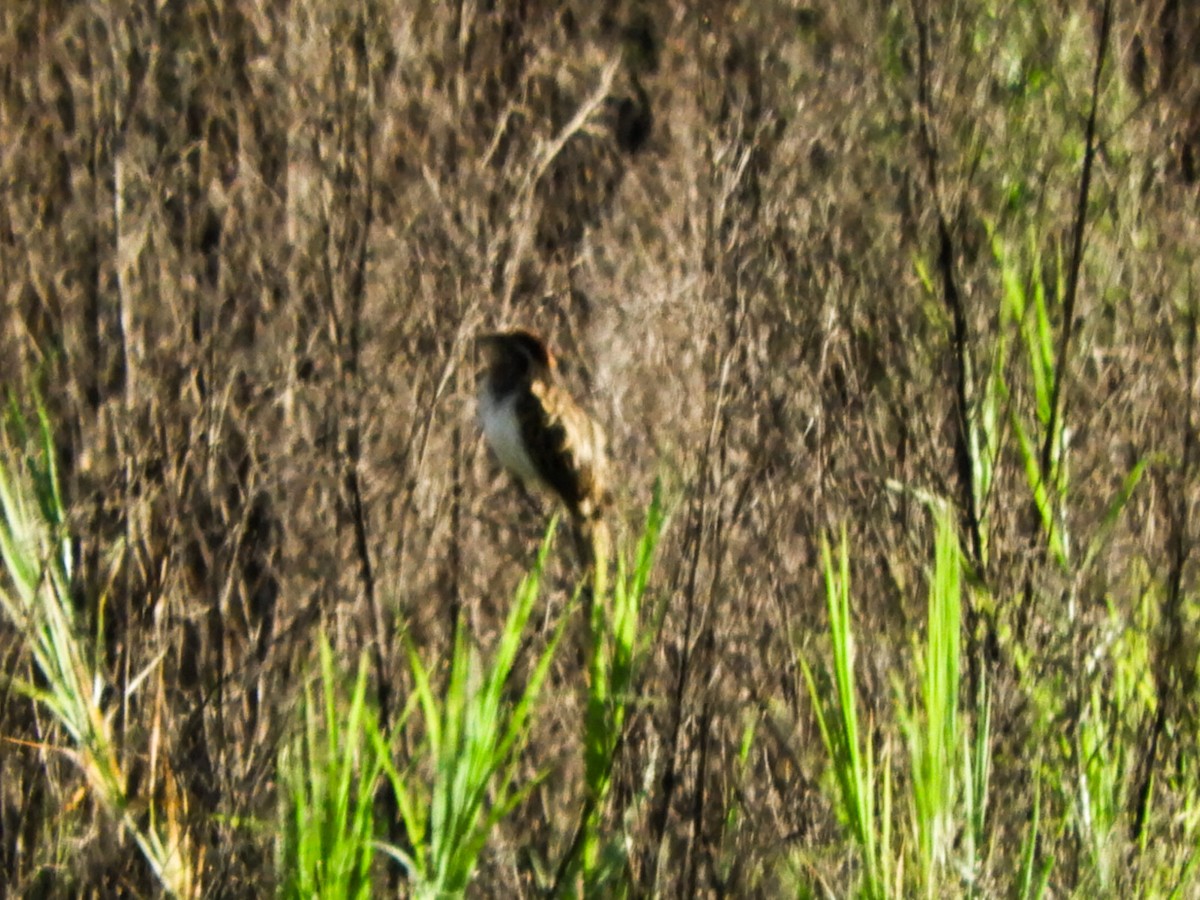 Striped Cuckoo - ML392055301