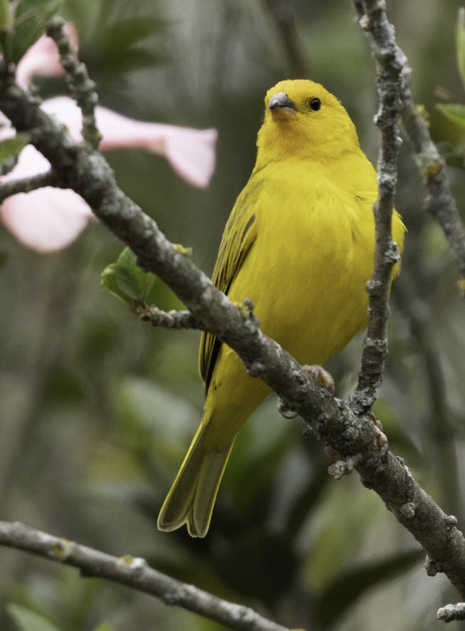 Saffron Finch - Sergio Rivero Beneitez