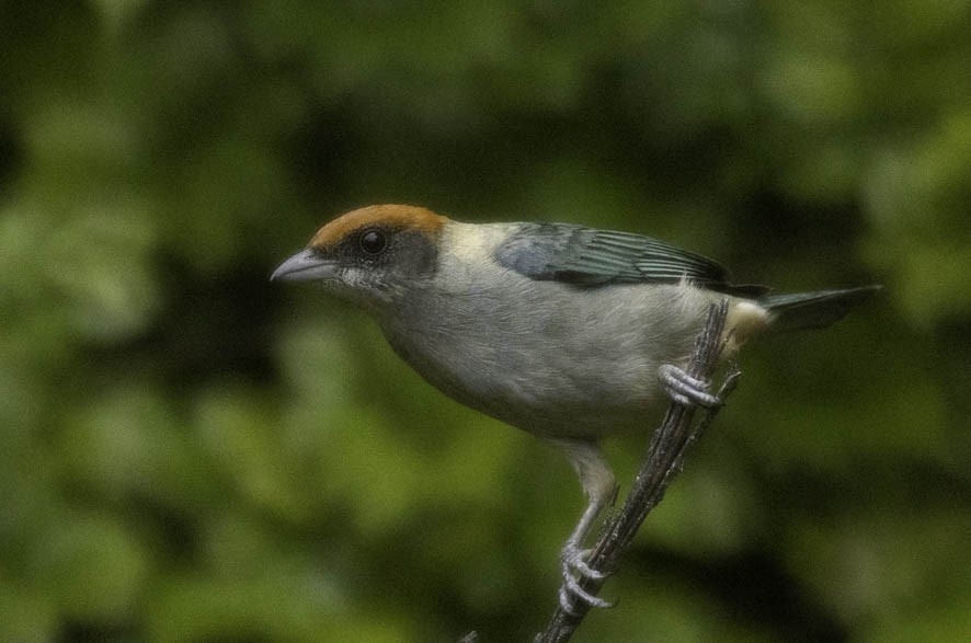 Scrub Tanager - Sergio Rivero Beneitez